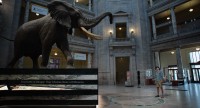 Photo du film GHOST ELEPHANTS de Werner Herzog