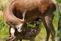 Photo du film BAMBI, L'HISTOIRE D'UNE VIE DANS LES BOIS de Michel Fessler