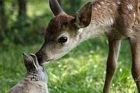 Photo du film BAMBI, L'HISTOIRE D'UNE VIE DANS LES BOIS de Michel Fessler