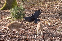 Photo du film BAMBI, L'HISTOIRE D'UNE VIE DANS LES BOIS de Michel Fessler