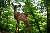 Photo du film BAMBI, L'HISTOIRE D'UNE VIE DANS LES BOIS de Michel Fessler